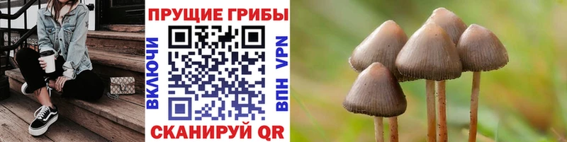 наркота Новоалександровск Псилоцибиновые грибы Psilocybine cubensis
